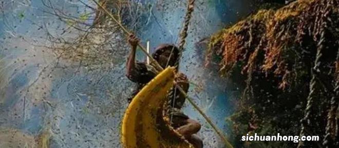 喜马拉雅山采蜜人：绝壁采蜜，专供尼泊尔皇室，每公斤售3500美元