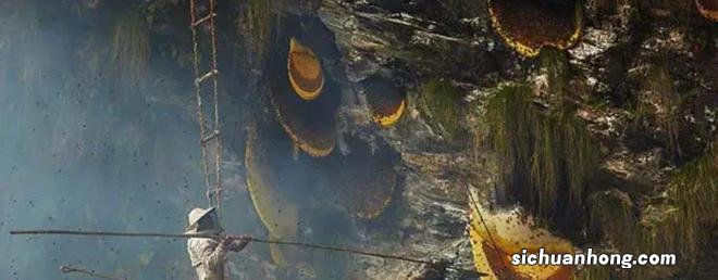 喜马拉雅山采蜜人：绝壁采蜜，专供尼泊尔皇室，每公斤售3500美元