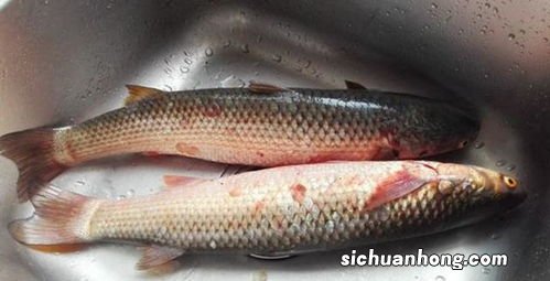 鲜的梭鱼怎么做才好吃