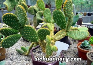 仙人掌的果实怎么食用