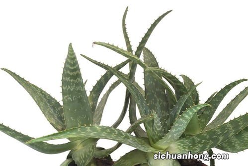 仙人掌的果实怎么食用