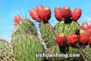 仙人掌的果实怎么食用