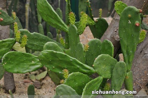 仙人掌 怎么吃好吃