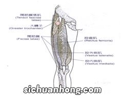 肉为什么会结实