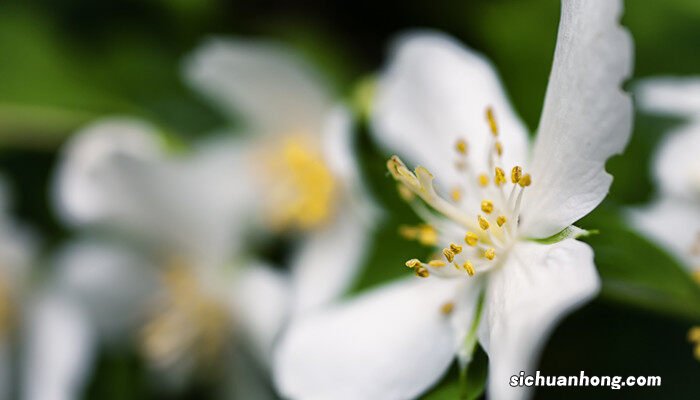 雌花和雄花的区别图片 雌花和雄花的区别