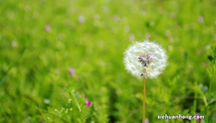 蒲公英是什么季节开花的 蒲公英是什么季节