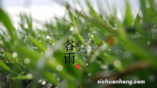 谷雨什么季节