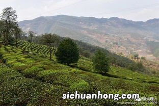 南涧什么茶最好