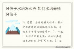 风信子水培怎么养 如何水培养殖风信子