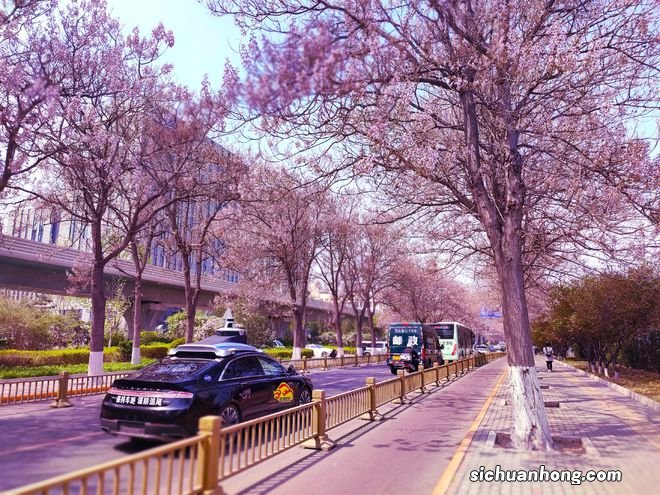 北京绝美的紫色泡桐花隧道，浪漫清香免费看，开往春天的地铁直达