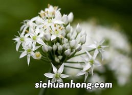 什么韭菜花