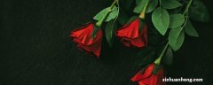 情人节送玫瑰花的含义是什么 情人节送玫瑰花的含义