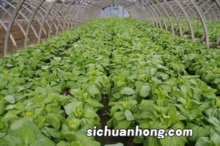 白菜苔什么样