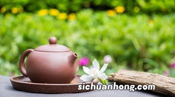 西施茶壶冲什么茶