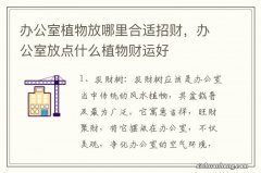 办公室植物放哪里合适招财，办公室放点什么植物财运好