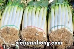 洋葱的妙用有哪些?洋葱有哪些养生妙用?