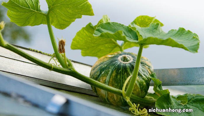 植物的一生要经历哪些过程呢 植物的一生要经历哪些过程