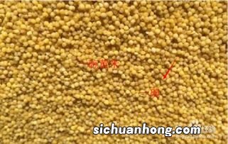 黄米可以做什么