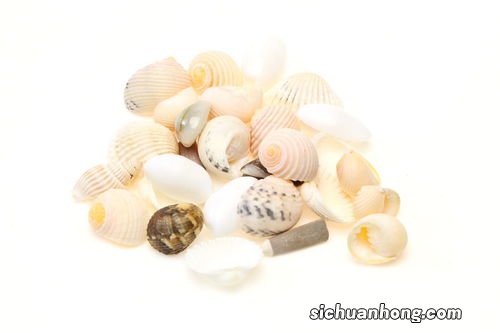 什么贝壳的贝