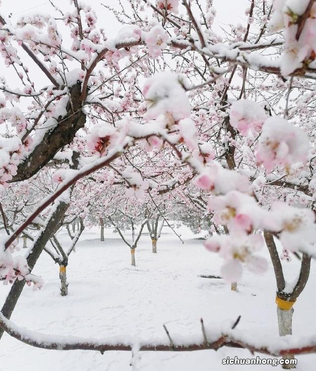 四月飘雪!北京门头沟灵山银装素裹,在暮春时节变成银白色的世界