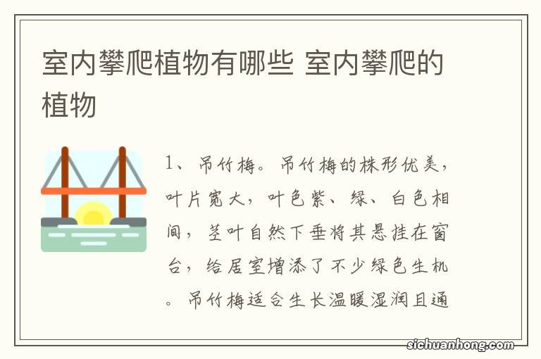 室内攀爬植物有哪些 室内攀爬的植物