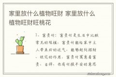 家里放什么植物旺财 家里放什么植物旺财旺桃花