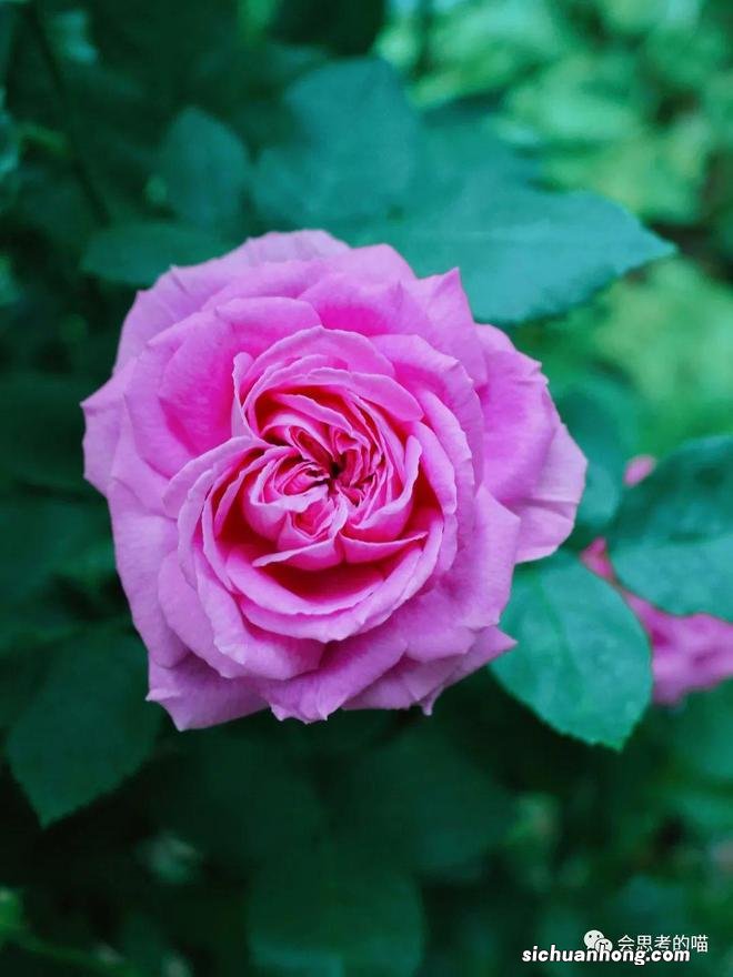 北京10大蔷薇花打卡地，解锁北京的浪漫5月！