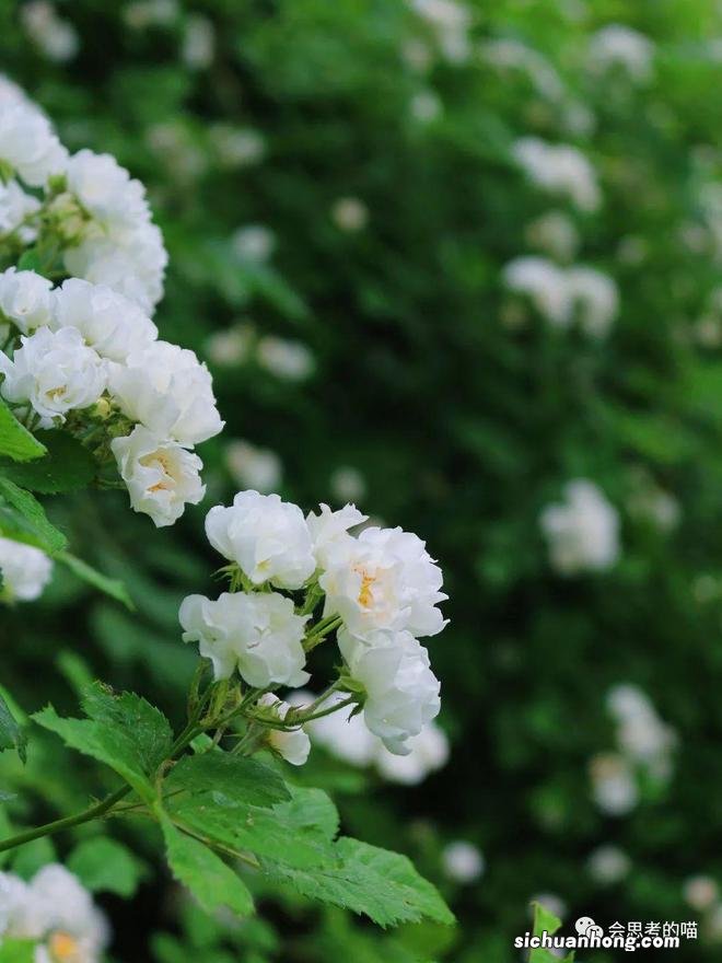 北京10大蔷薇花打卡地，解锁北京的浪漫5月！