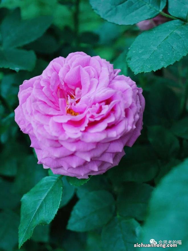 北京10大蔷薇花打卡地，解锁北京的浪漫5月！