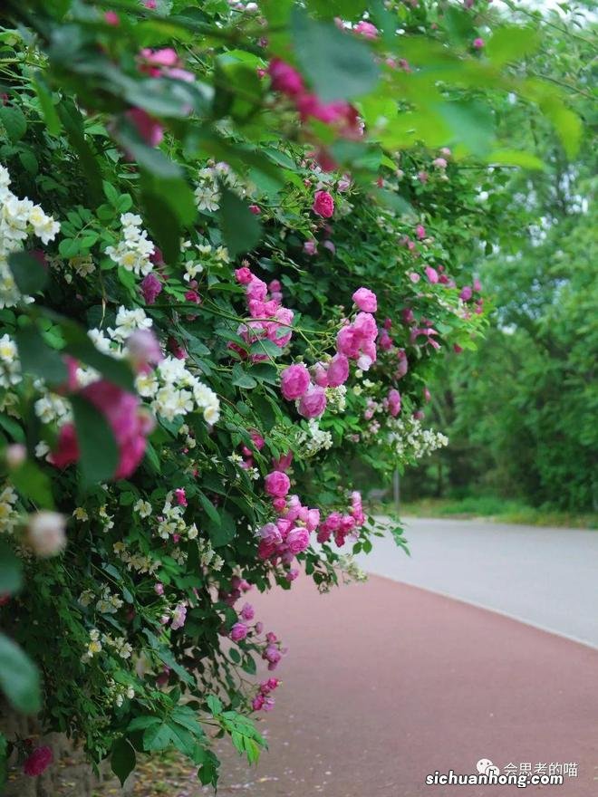 北京10大蔷薇花打卡地，解锁北京的浪漫5月！