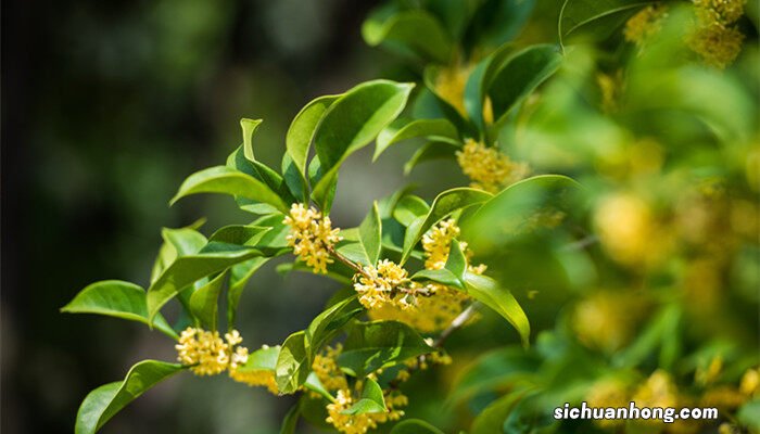 桂树是桂花树吗四大镇宅之树 桂树是桂花树吗