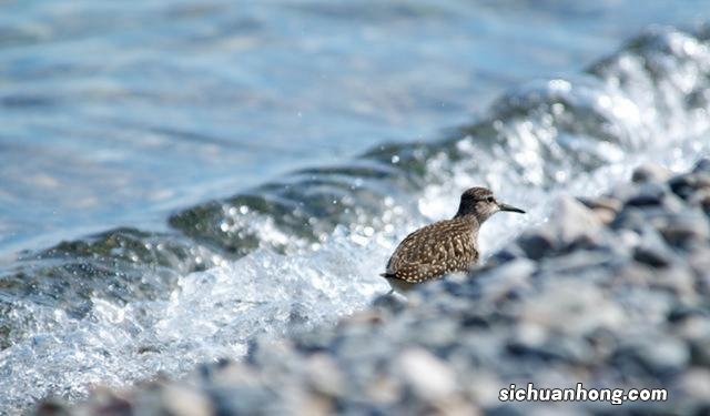 西伯利亚的“明珠”，贝加尔湖，为何被称为“来路不明”的湖泊？