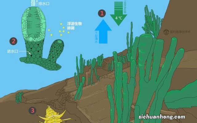 西伯利亚的“明珠”，贝加尔湖，为何被称为“来路不明”的湖泊？