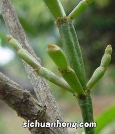 螃蟹脚茶是什么学名