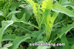 苦嘛菜有什么功效