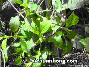 苦嘛菜有什么功效