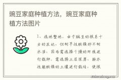 豌豆家庭种植方法，豌豆家庭种植方法图片