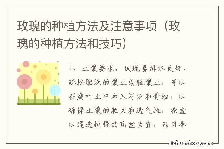 玫瑰的种植方法和技巧 玫瑰的种植方法及注意事项