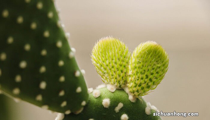 南方室内适合养的18种植物 室内适合养的18种植物