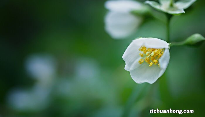 茉莉花图片真实照片 茉莉花图片