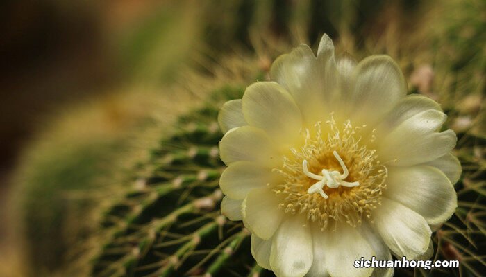 仙人球图片大全大图 仙人球图片