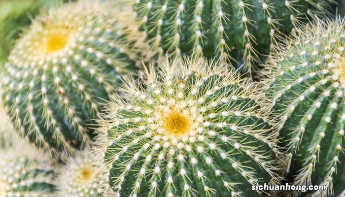 仙人球图片大全大图 仙人球图片
