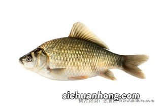 乌鲤鱼怎么做好吃