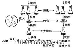 发酵与后发酵区别是什么意思