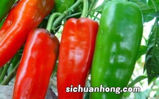 经常吃辣椒有什么好处