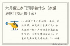 家猫进家门预示着什么 六月猫进家门预示着什么