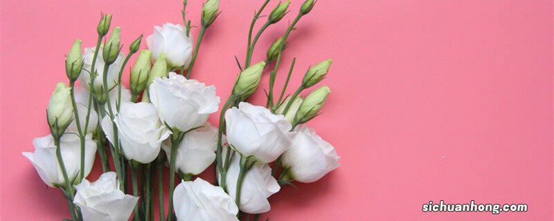 洋桔梗图片高清 洋桔梗图片