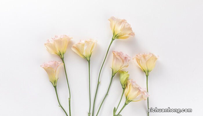 洋桔梗图片高清 洋桔梗图片