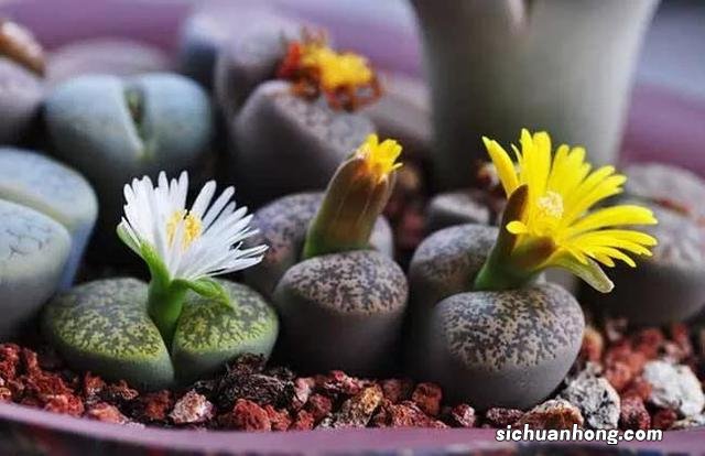 散落人间的15个冷知识,这迷乱的人情风物,让我的智商中了毒