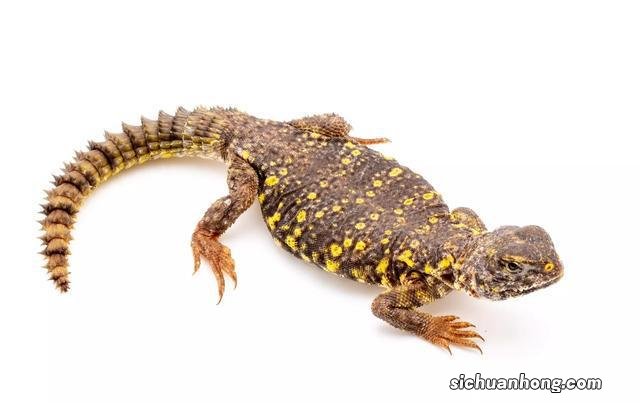 散落人间的15个冷知识,这迷乱的人情风物,让我的智商中了毒